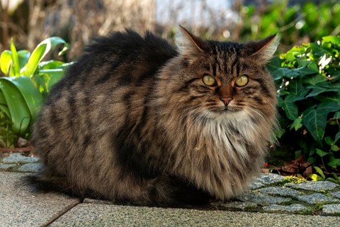 Cat, Norwegian Forest Cat, Baden-Württemberg, Germany