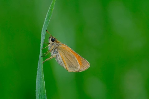 Black-headed brown butterfly, Thymelicus lineola, class Insecta, order Lepidoptera, family