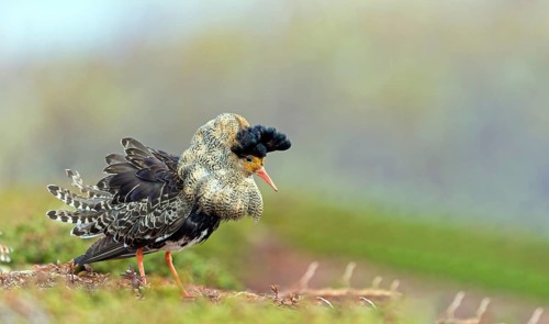 Ruff, (Philomachus pugnax), animals, birds, plumage during mating season, snipe bird, courtship,