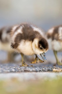 Egyptian goose (Alopochen aegyptiaca) cute chicks on a meadow at the shore of a lake, Bavaria,