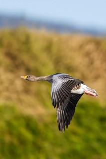 Greylag Goose, Anser anser, bird in flight over winter marshes