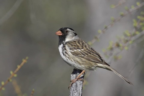 Harris's Sparrow (Zonotrichia querula), Manitoba, Canada