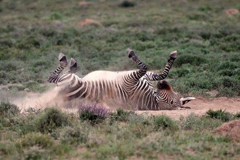 Cape Mountain Zebra (Equus zebra), adult, sand bath, Mountain Zebra National Park, Eastern Cape,