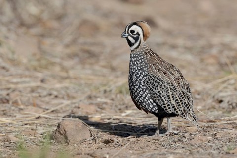 Montezuma Quail (Cyrtonyx montezumae), Arizona, USA