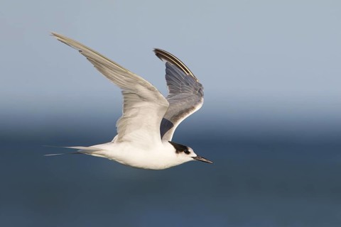 Common Tern-longipennis (Sterna hirundo longipennis) flying, Victoria, Australia