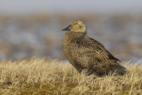 King Eider (Somateria spectabilis) female, Alaska, USA
