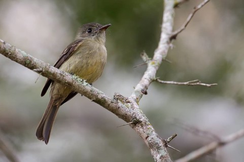 Hispaniolan Pewee (Contopus hispaniolensis), Dominican Republic