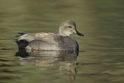 Gadwall (Mareca strepera) male, California, USA