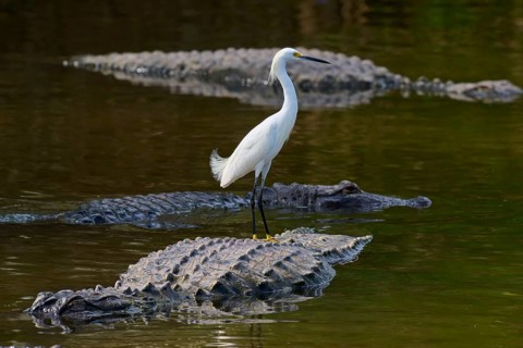 A heron balancing on a crocodile in the water, several crocodiles swimming around, Great Egret