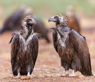 Cinereous Vulture, (Cinereous Vulture, Aegypius monachus), Animals, Birds, Pair, Sierra de San