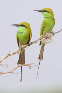 Green Bee-eater (Merops orientalis), India