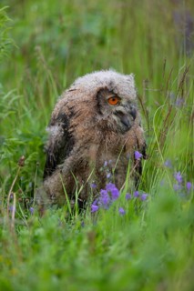 One young Eurasian Eagle Owl, Bubo bubo, sitting on the ground in tall grass of a meadow