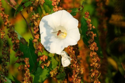 Common winter hoverfly (Episyrphus balteatus) landing in the blossom of a fence bindweed