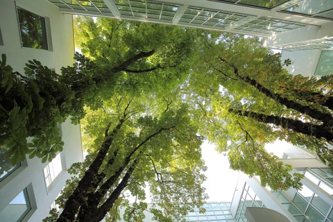 Courtyard of the Museum of Applied Arts, looking up, trees, Museumsufer, Schaumainkai,