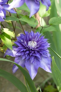 Clematis (Clematis 'Multi Blue')