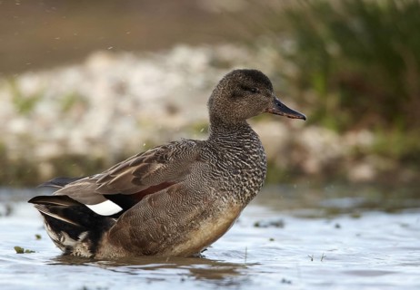 Gadwall (Mareca strepera) male, Schleswig-Holstein, Germany