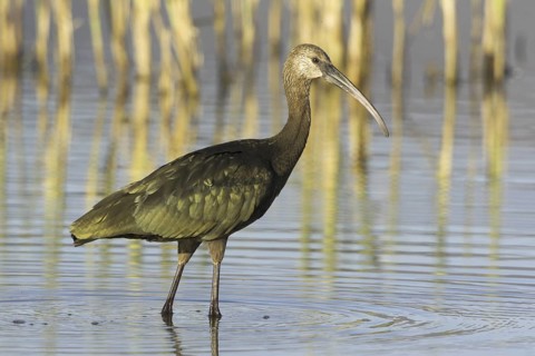 White-faced Ibis (Plegadis chihi), Oregon, USA