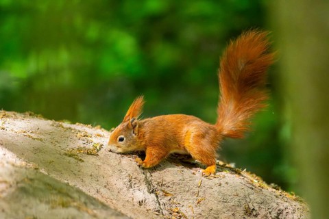 Red squirrel (Sciurus vulgaris) on a rock, Bavaria, Gernany