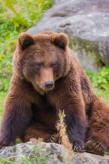 A young male Eurasian brown bear (Ursus arctos arctos) sits on a meadow behind some vegetation