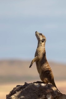 Meerkat (Suricata suricatta) stand watch sentry on rock, Castile-La Mancha, Spain