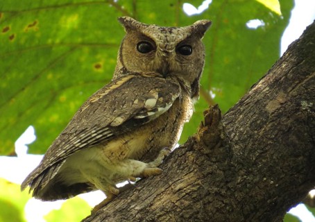 Indian Scops Owl (Otus bakkamoena), Maharashtra, India