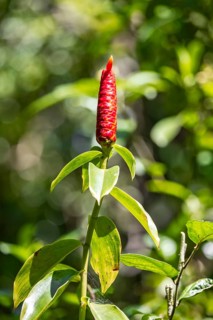 Costus woodsonii, Flowering rose plant in the jungle, Cahuita National Park, Costa Rica