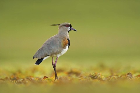 Morning in Brazil march. Bird from Pantanal. Southern Lapwing, Vanellus chilensis, water exotic