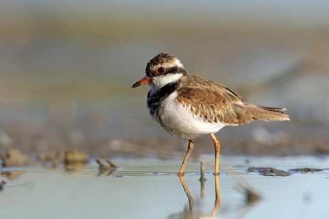 Black-fronted Dotterel (Elseyornis melanops) juvenile, Victoria, Australia