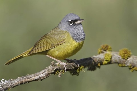 MacGillivray's Warbler (Geothlypis tolmiei), British Columbia, Canada
