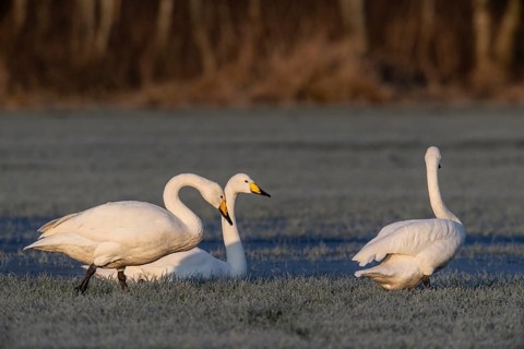 Whooper swans (Cygnus cygnus), Emsland, Lower Saxony, Germany
