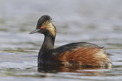 Black-necked Grebe (Podiceps nigricollis), British Columbia, Canada