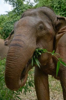Close-up of an Asian elephant enjoying bamboo in the lush greenery of Thailand. The image captures