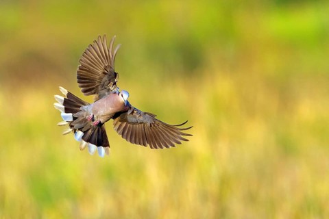Crescent Pigeon, (Streptopelia semitorquata), animals, birds, pigeon family, biotope, habitat,