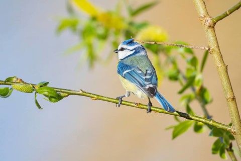 Blue tit (Parus caeruleus) Germany