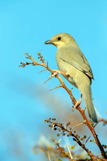 Grey hypocolius (Hypocolius ampelinus), Mudday, Salalah, Dhofar, Oman