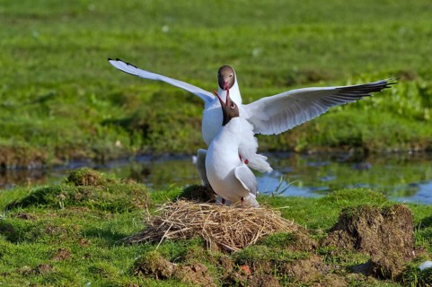 Black-headed Gull (Chroicocephalus ridibundus) pair mating, Texel, Netherlands
