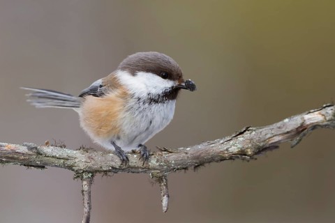 Siberian Tit (Grey-headed Chickadee) - Lapplandmeise - Poecile cinctus