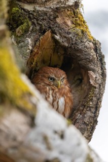 One East Brazilian pygmy owl (Glaucidium minutissimum), also known as least pygmy-owl or Sick's