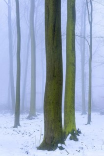 Wintery beech forest in fog, forest, Melle, Lower Saxony, Germany