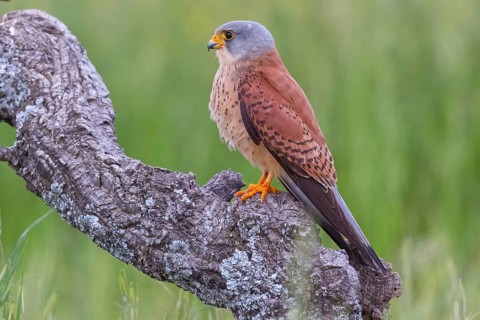Kestrel, (Falco tinnunculus), falcon family, falcons, perching, foraging, Hides De Calera Lesser