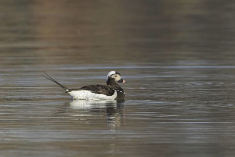 Long-tailed Duck (Clangula hyemalis) male