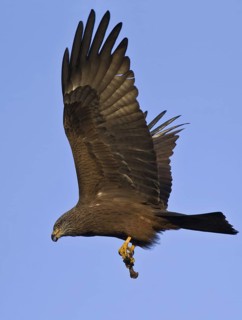 Black Kite (Milvus migrans) flying, Hesse, Germany
