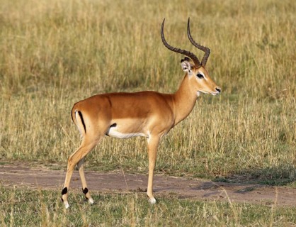 Impala (Aepyceros melampus) male, Samburu National Reserve, Kenya