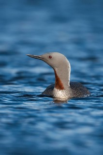 Red-throated Loon (Gavia stellata), Iceland