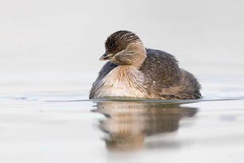 Hoary-headed Grebe (Poliocephalus poliocephalus), Victoria, Australia