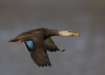 Mottled Duck (Anas fulvigula) male flying, Florida, USA