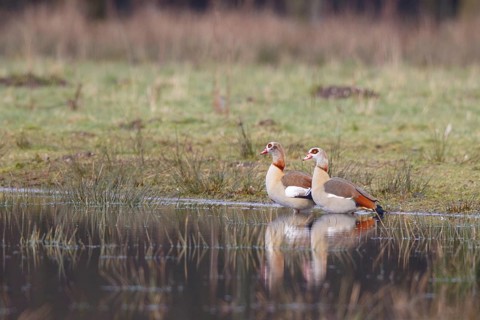 Egyptian Goose (Alopochen aegyptiaca) pair, North Rhine-Westphalia, Germany