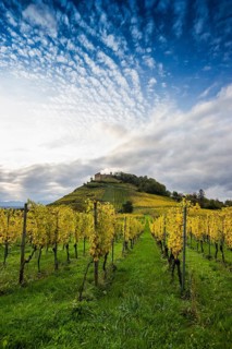 Hilly landscape and castle with vineyards in autumn, sunset, Staufen, Markgräflerland, Black