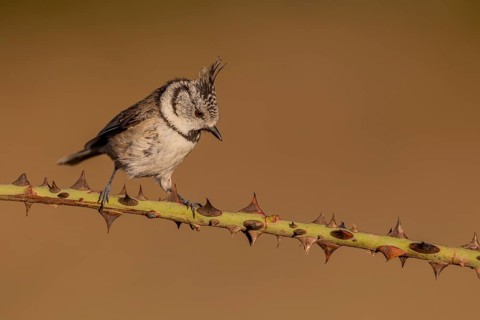 Crested Tit (Parus cristatus), Spain