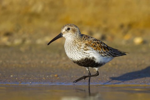Dunlin (Calidris alpina) foraging, North Rhine-Westphalia, Germany